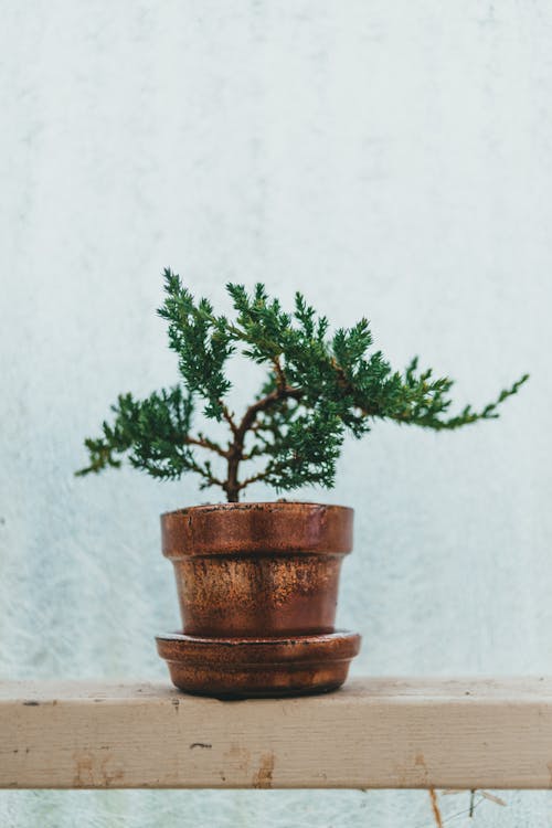 Gratis lagerfoto af Grøn plante, lodret skud, plantefotografering