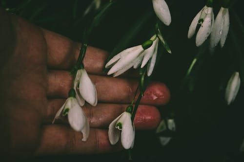 White Petaled Flower on Person's Hand