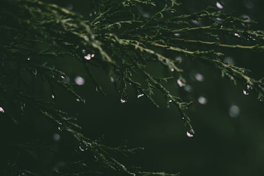 Close-up of water droplets on green plant leaves, showcasing natural beauty.
