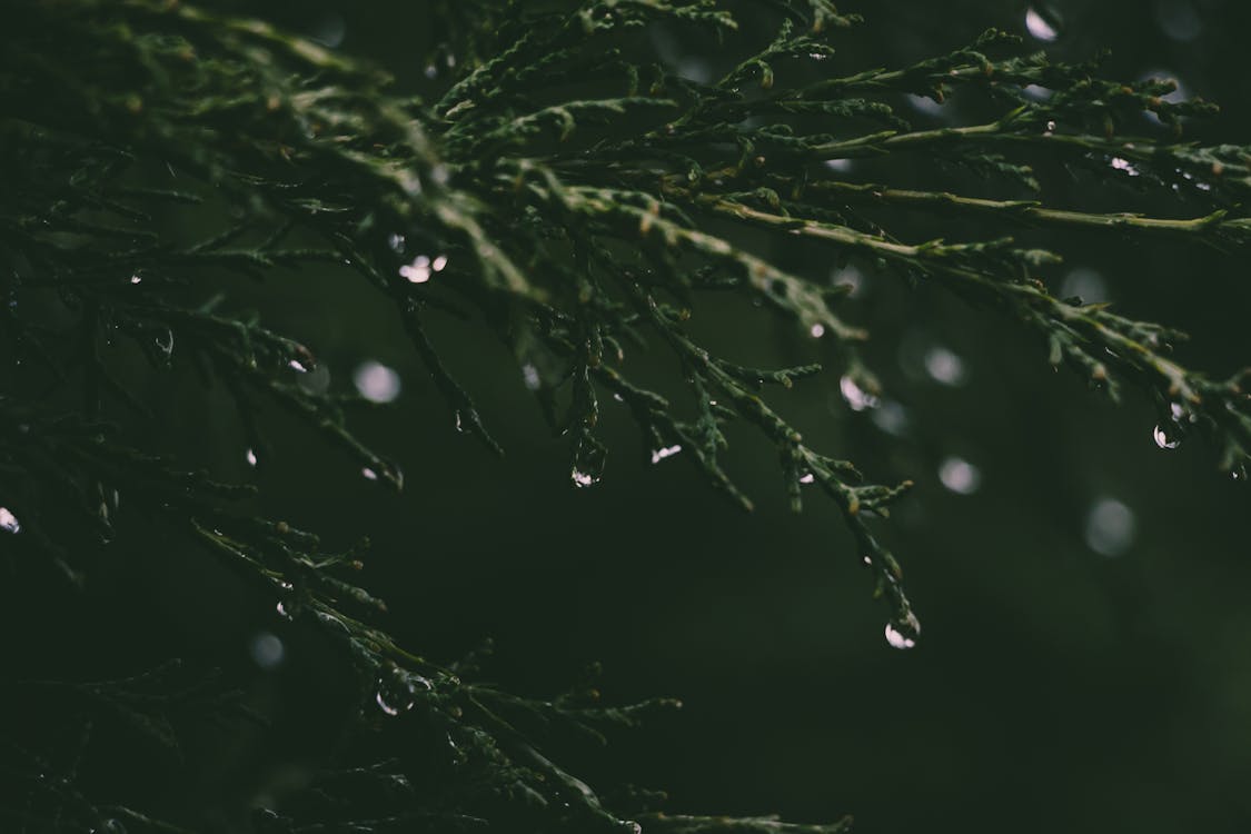 Free Close-up Photograph of Grass and Dew Stock Photo