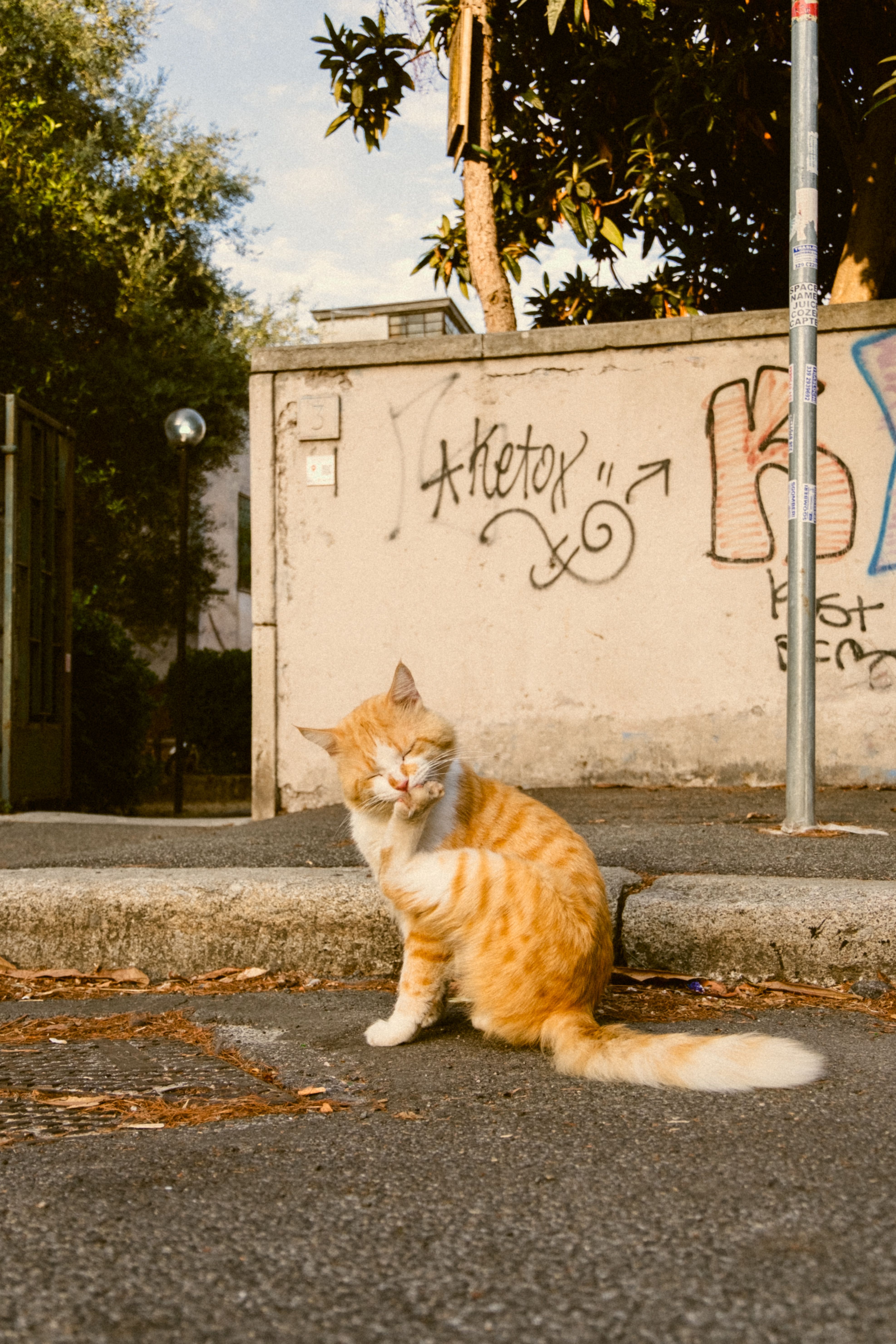 Adorable tabby cat with closed eyes sitting on a graffiti-covered urban street corner.