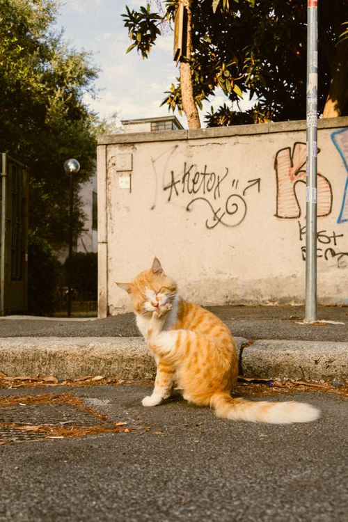 Free Adorable tabby cat with closed eyes sitting on a graffiti-covered urban street corner. Stock Photo