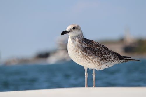 Yellow-Legged Gull in Close-Up Photography 