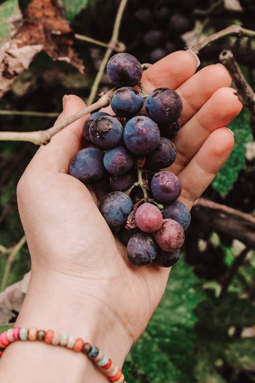 Free Close-Up Shot of a Person Holding Fresh Grapes Stock Photo