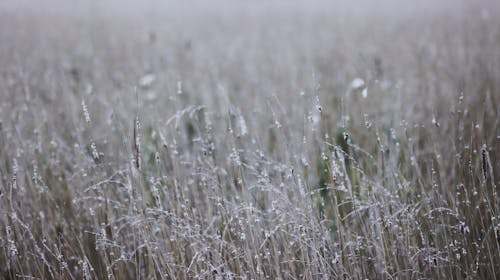 Close-up of Tall Grass 