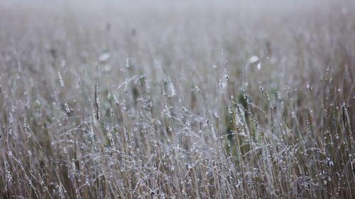 Free A serene field of tall grass covered in morning dew, perfect for nature backgrounds. Stock Photo