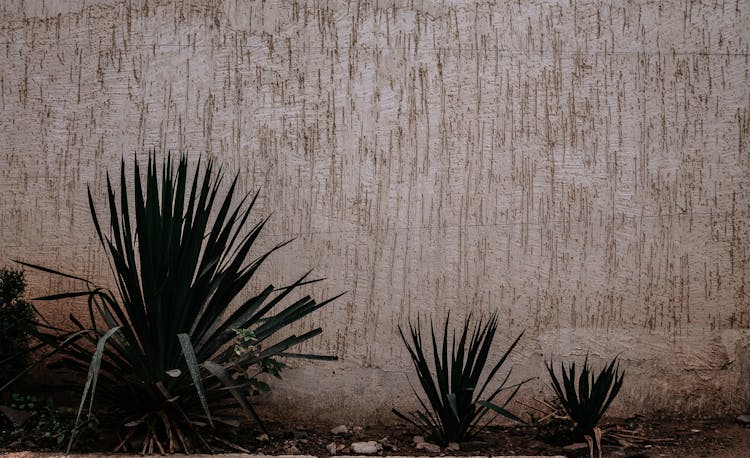 Plants Near Wall