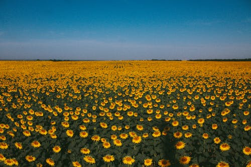 Sunflower Field Under Clear Blue Sky 