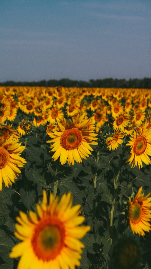 A Sunflower Field 