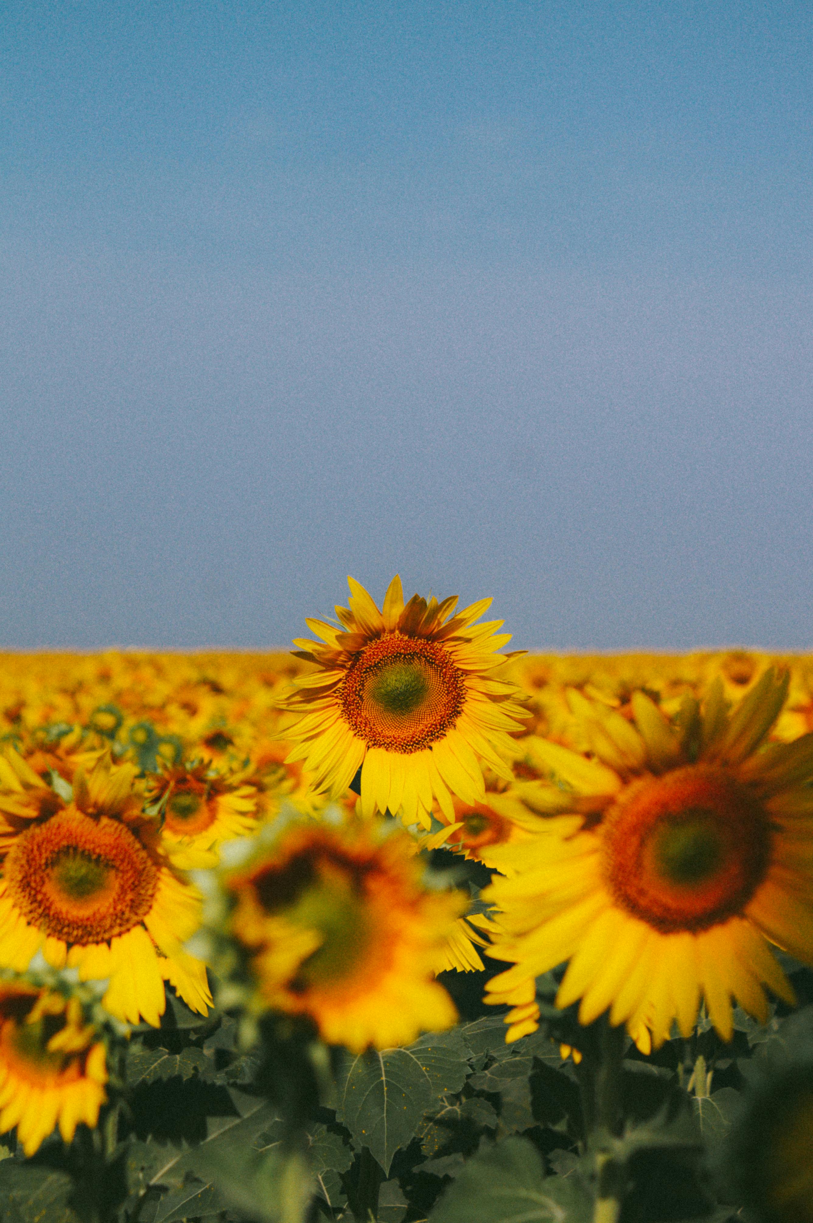 Captivating image of a bright sunflower field stretching under a clear blue sky, evoking summer's warmth and vitality.