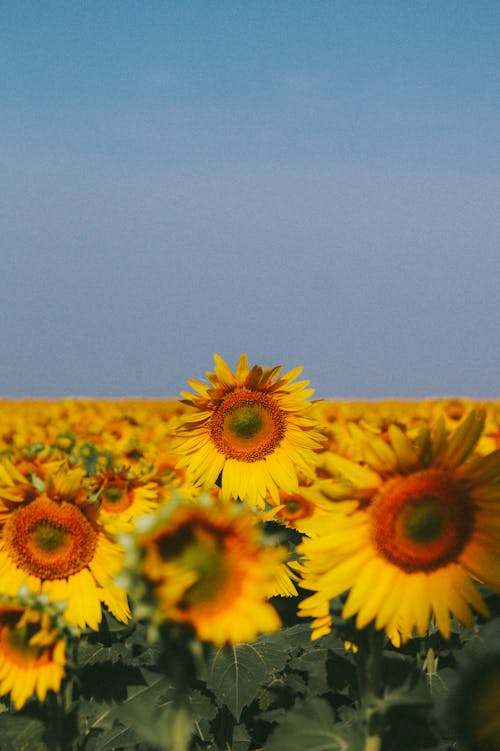 Blooming Sunflowers on the Field 