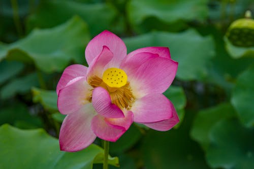 Free stock photo of flora, flower, lotus Stock Photo