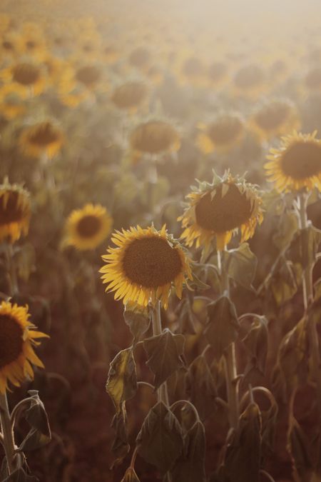 Field of blooming sunflowers under sunlight