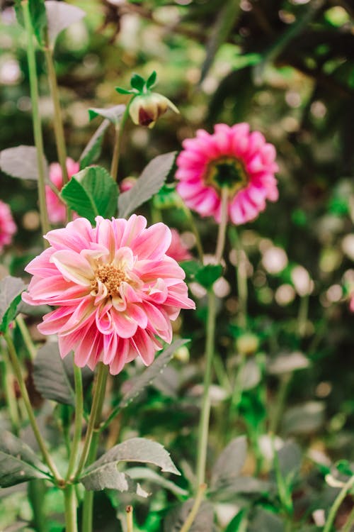 A Beautiful Zinnia Pink Flower 