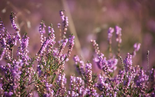 Purple Flowers in Tilt Shift Lens