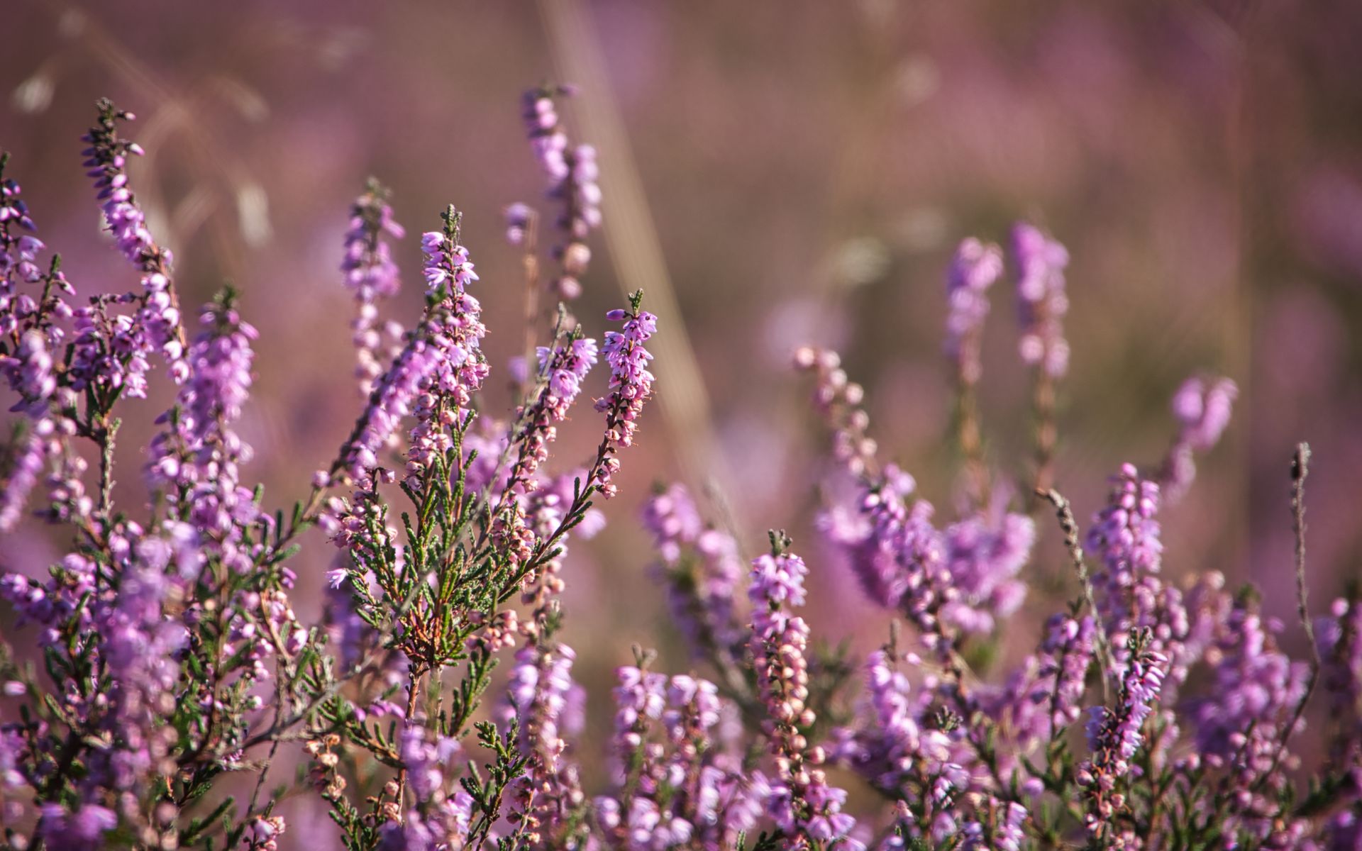 A macro shot capturing vibrant purple Heather (Calluna vulgaris) flowers in full bloom outdoors.