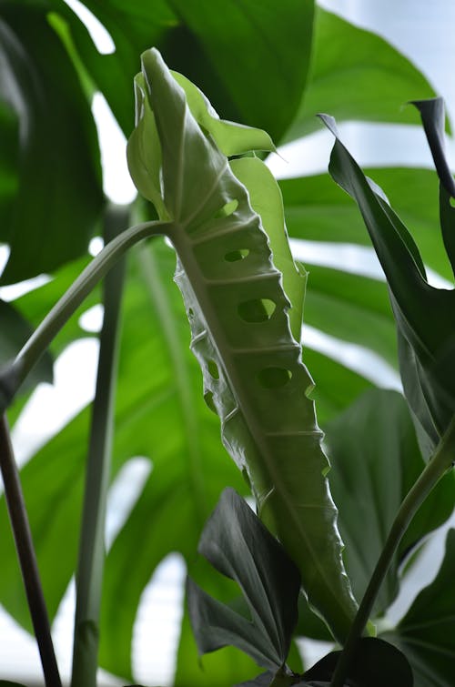 Close-Up Photo of Monstera Leaves