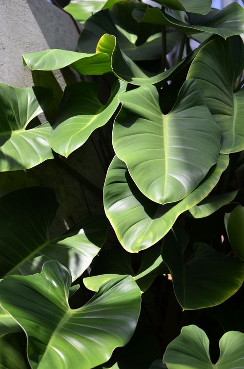 Free Close-up view of green philodendron leaves basking in sunlight, showcasing natural textures. Stock Photo