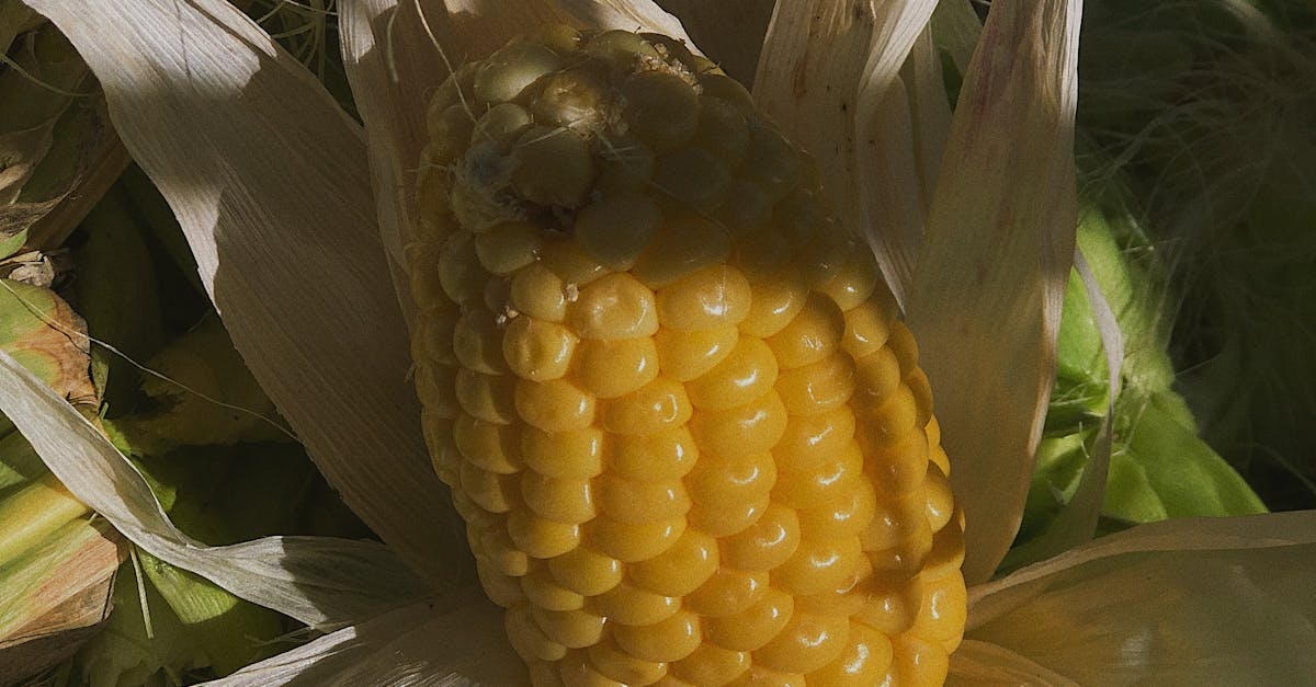 How to husk corn fast