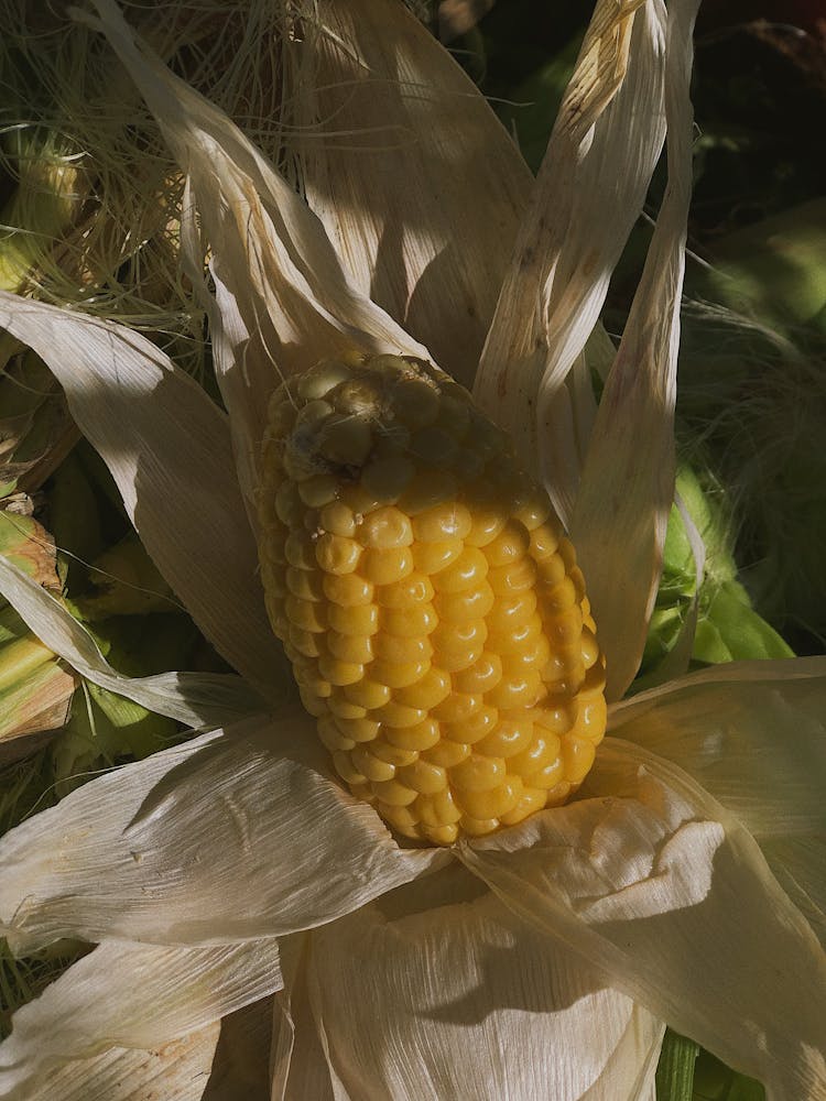 A Yellow Corn With Dry Husk