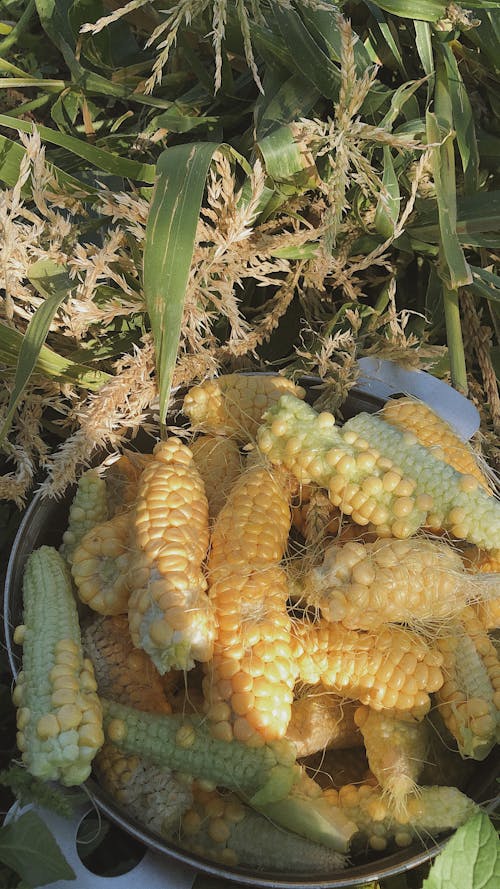 Yellow Corns on Container