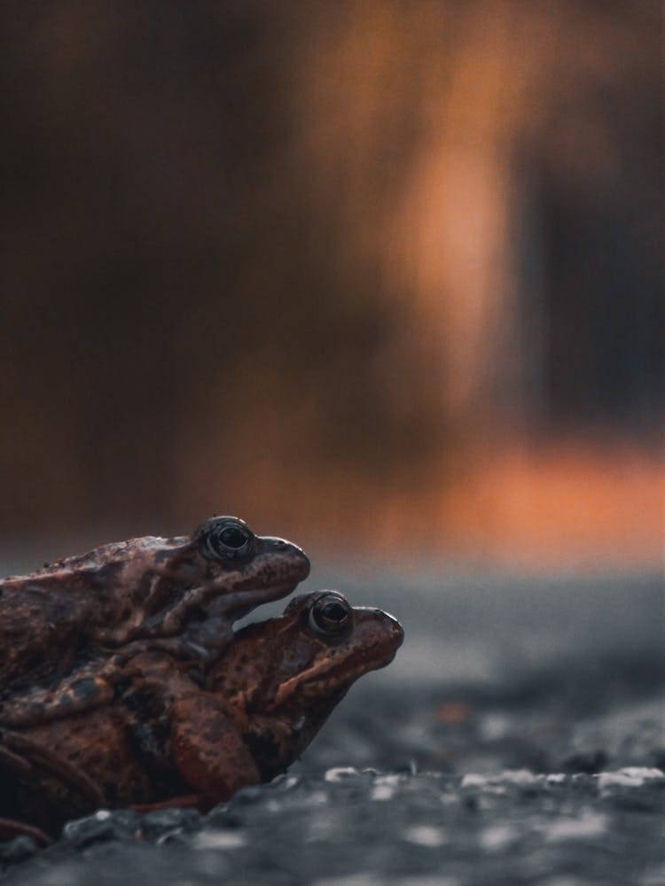 Close-up Of Two Frogs 