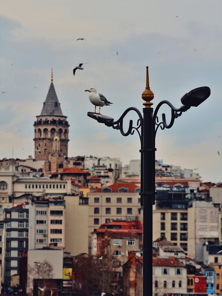 Seagulls Sitting On Street Light In Old City