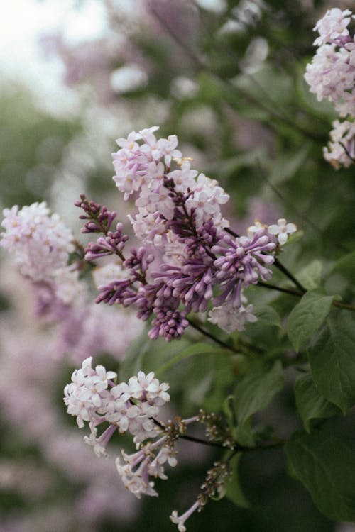 Kostnadsfri bild av blommor, blomning, flora