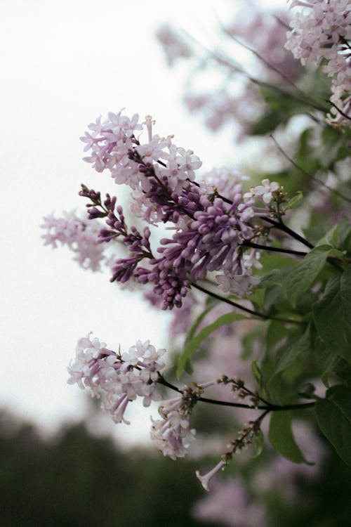 Close-Up Shot of Blooming Lilac Flowers
