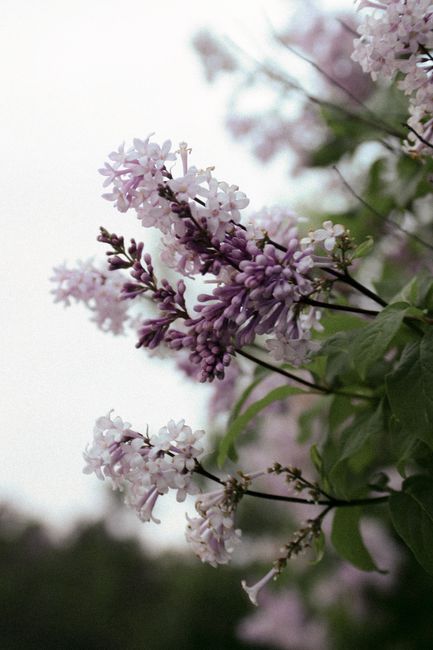 Beautiful lilac flowers blooming with a blurred background, showcasing nature's elegance.