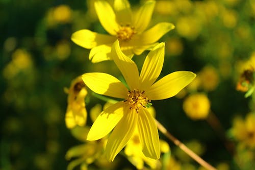 Foto d'estoc gratuïta de botànic, Canon, flor silvestre