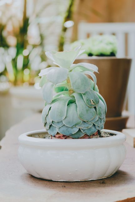 A lush green succulent plant in a white pot on a wooden surface indoors.
