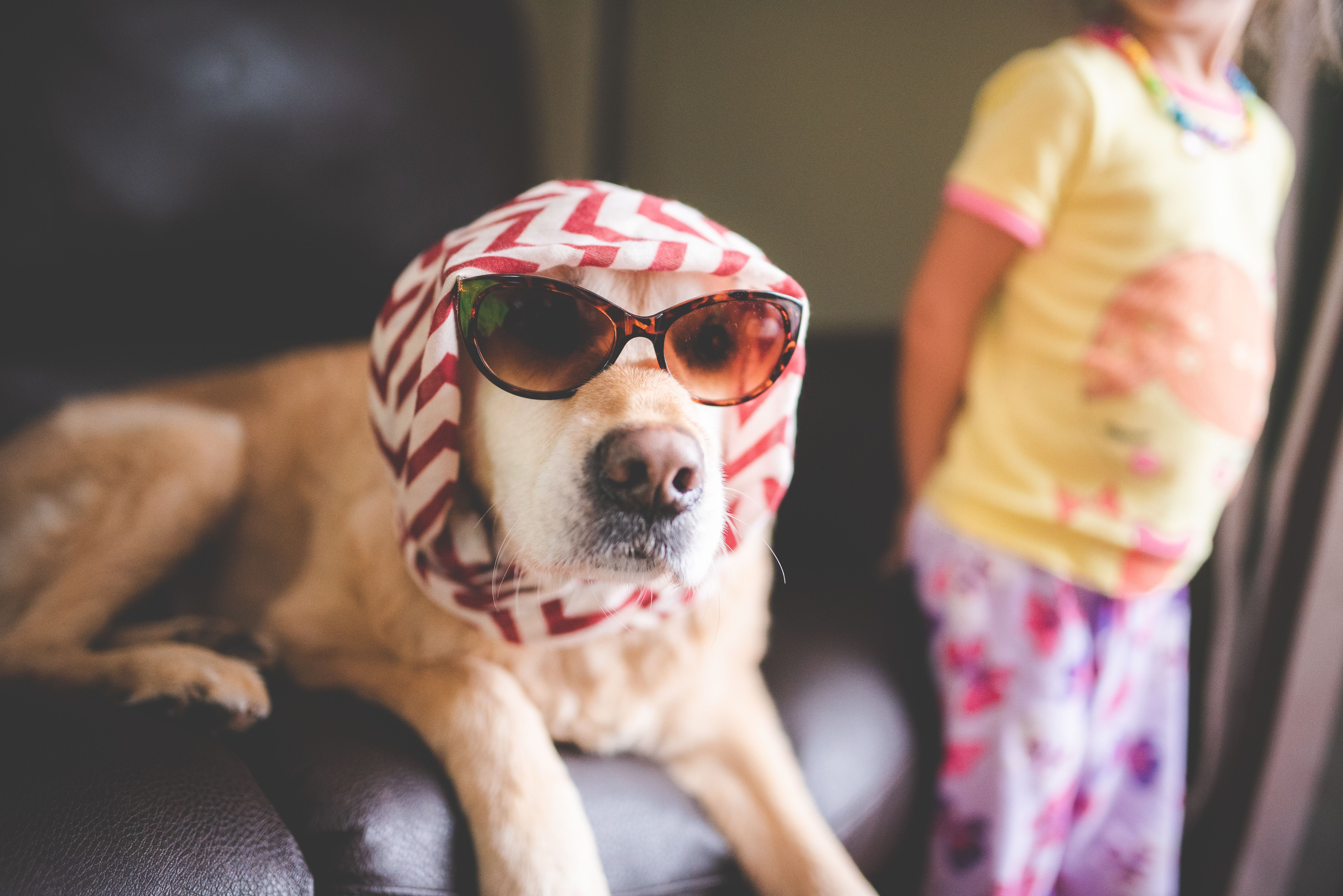 pet lifestyle more lifestyle pets — Photo by Stephen Andrews on Pexels