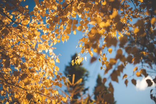 Free Shallow Focus of Yellow Leaves Stock Photo