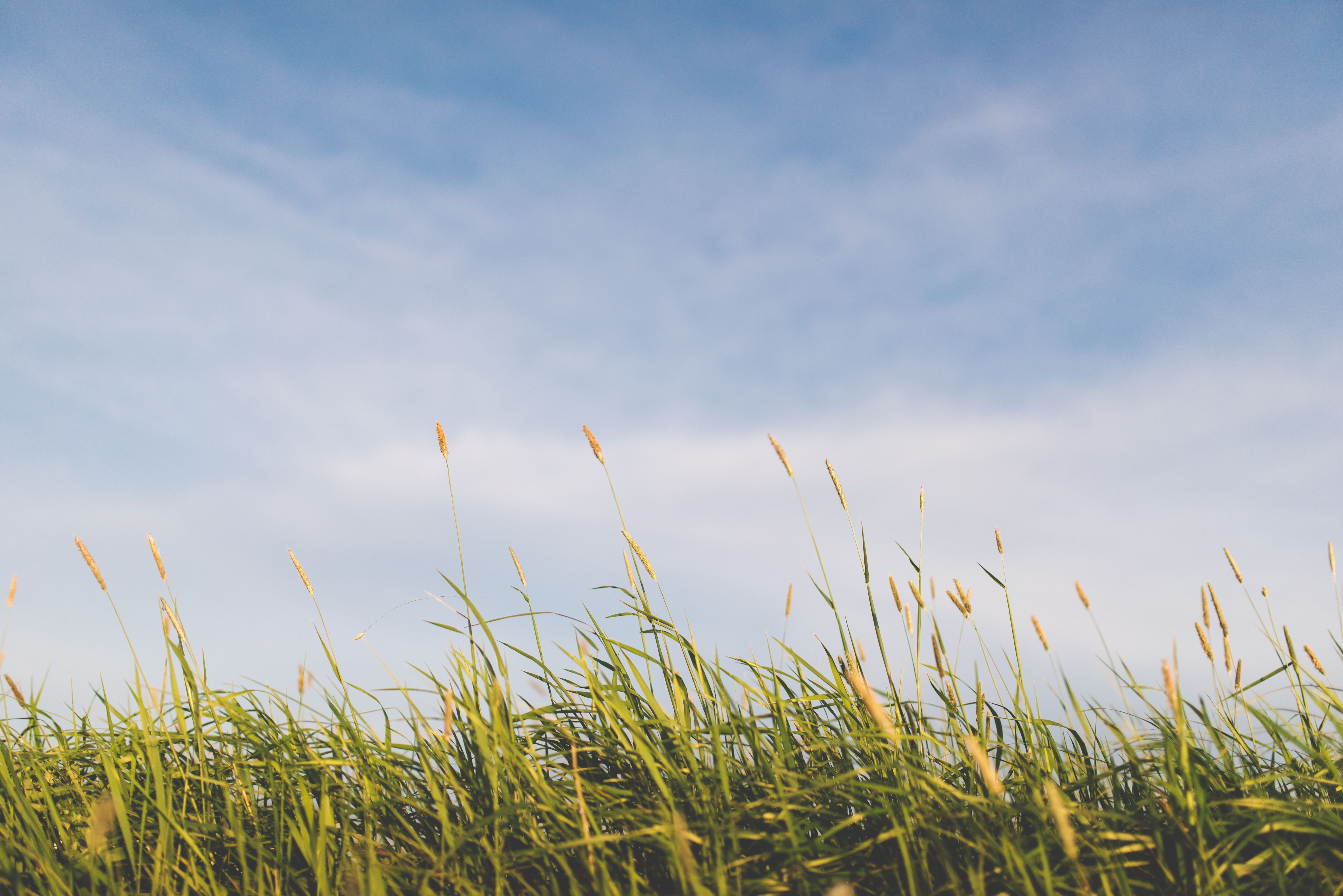 Green Grass Under Blue Sky · Free Stock Photo