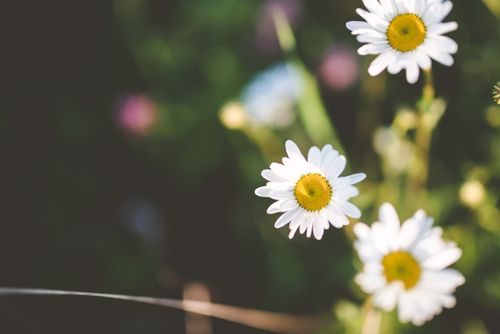 Free Sunlit daisies with a soft, blurry background in a garden setting. Stock Photo