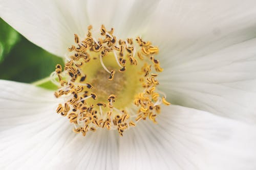 Imagine de stoc gratuită din a închide, creștere, floare albă