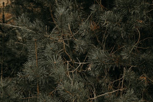 Free Detailed close-up of green pine tree branches showcasing natural textures and hues. Stock Photo