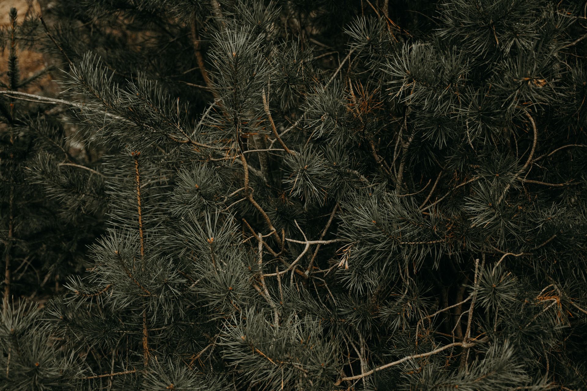 Detailed close-up of green pine tree branches showcasing natural textures and hues.