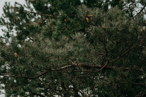 Free A close-up view of lush green pine tree branches adorned with cones in a peaceful outdoor setting. Stock Photo