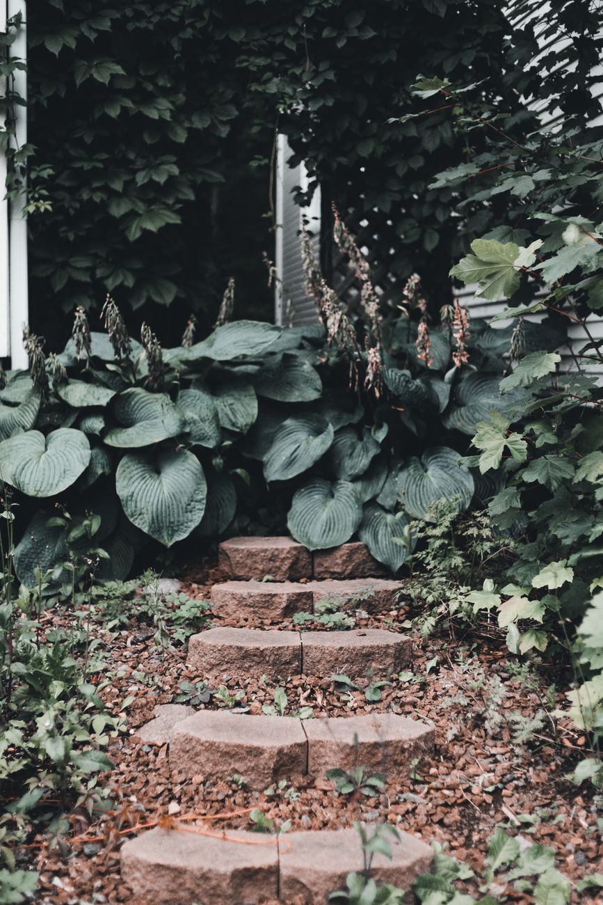 Adapting an Established Sun-Loving Garden Bed to New Shade: A Step-by-Step Guide to Evaluating Existing Plants, Strategic Relocation, and Introducing Thriving Shade-Tolerant Varieties