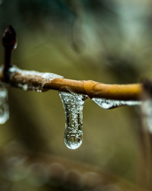 Free stock photo of branch, close-up, cold
