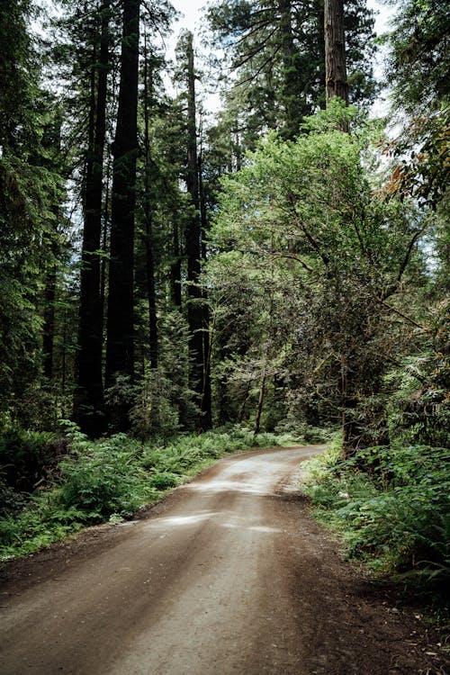 Free Gray Concrete Road Between Green Trees Stock Photo