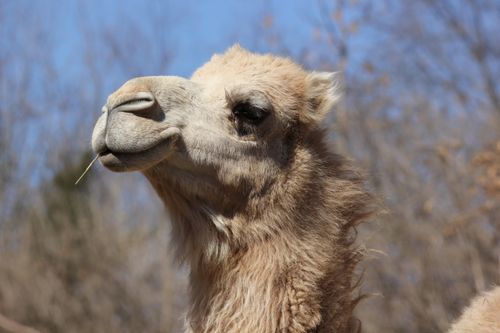 Free A close-up shot of a Bactrian camel outdoors at Kansas City Zoo. Stock Photo