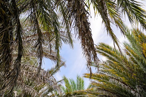 Palm Tree Branches against Blue Sky 