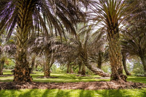 Free Sunlit palm tree grove in a lush park setting captures the essence of summer. Stock Photo