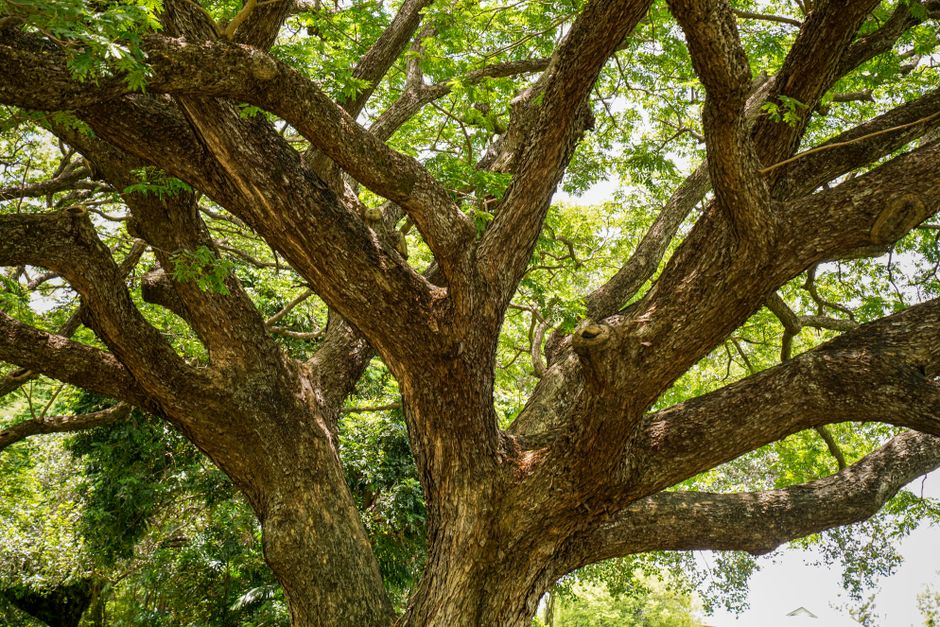 Low-angle view of a large deciduous tree canopy against the sky — black cottonwood trees Surrey BC