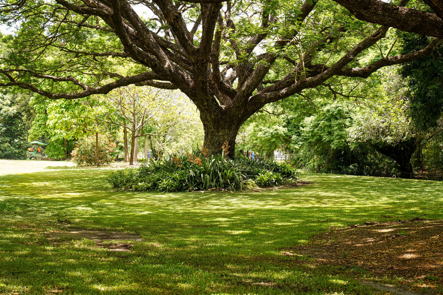 Best Grass Seed for Shade 2026: Fine Fescue & Rye Mix