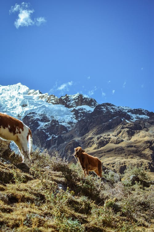 Free Brown Cow on Mountains near Alpines Stock Photo