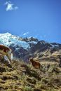 Brown Cow on Mountains near Alpines